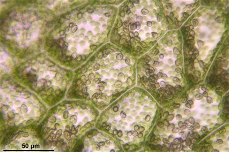 Pellia epiphylla
