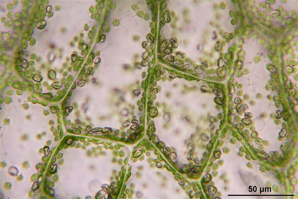 Pellia epiphylla