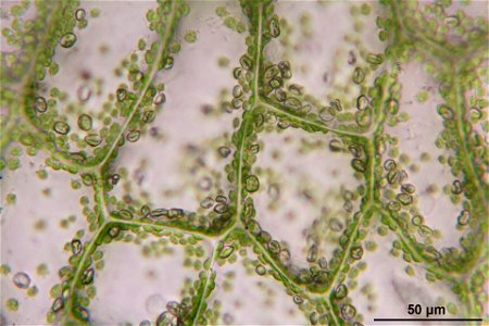 Pellia epiphylla