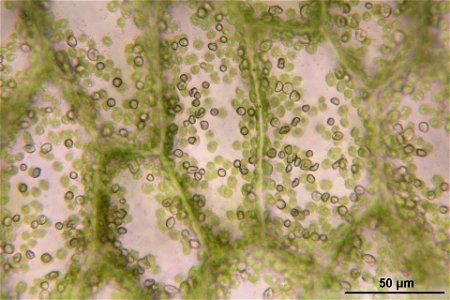 Pellia epiphylla