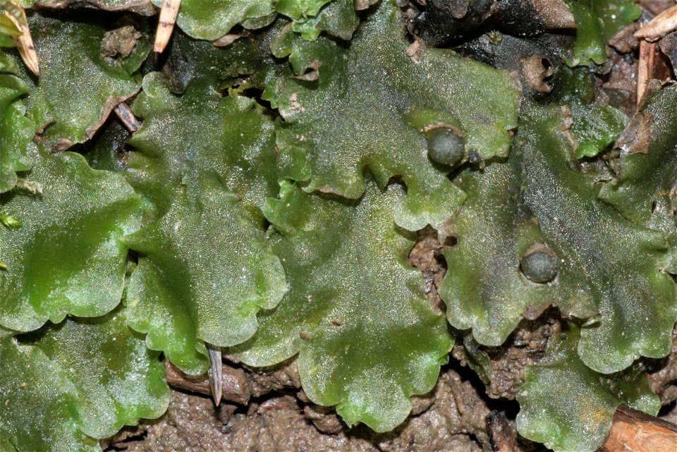 Pellia epiphylla