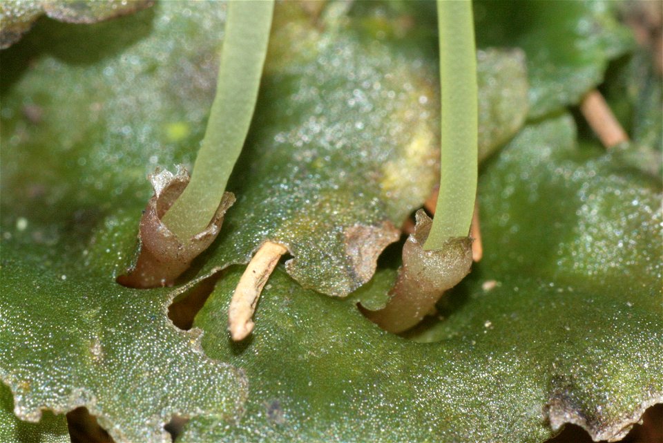 Pellia epiphylla
