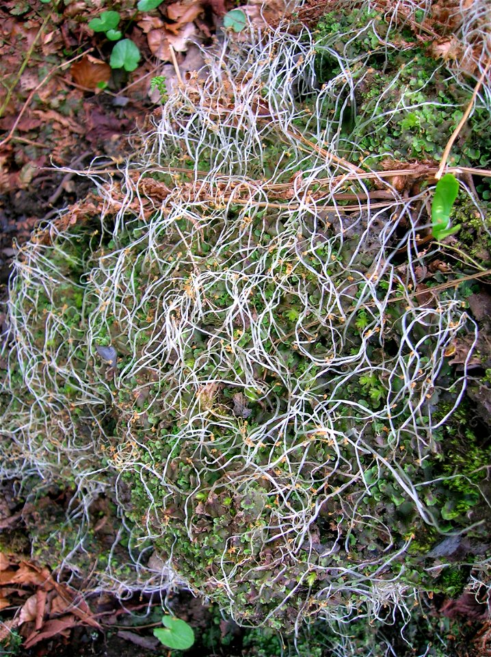 The Bryophyte Pellia epiphylla with fully developed setae at Spier's Old School Grounds, Beith, North Ayrshire, Scotland