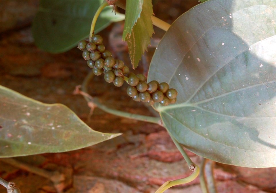 Young black pepper seeds hang on the vine.

For more information read the Consumer Update at, www.fda.gov/ForConsumers/ConsumerUpdates/ucm333944.htm.