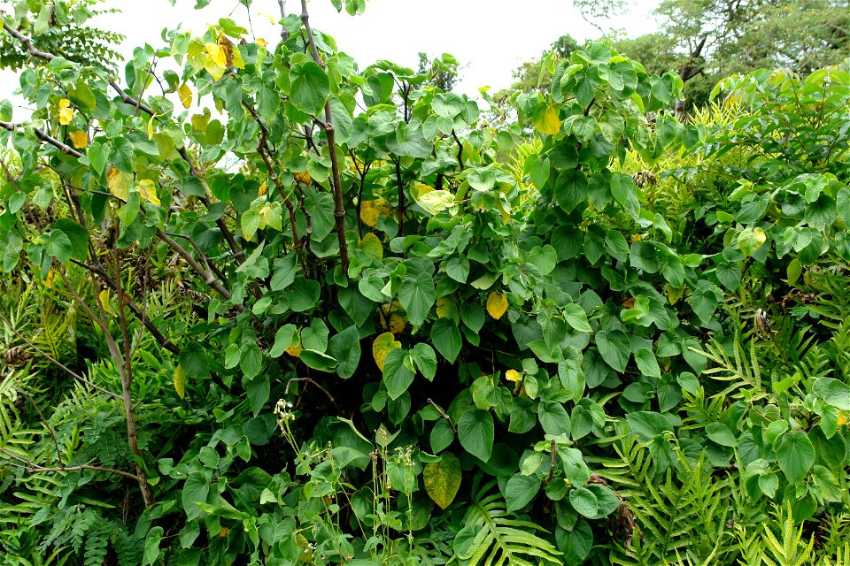 One of my kava ('awa) plants growing in Hilo, Hawaii. This plant is about 5 years old in this photo.