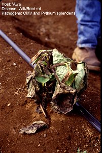 Wilting of young kava (Piper methysticum) plant due to root rot caused by Pythium splendens.