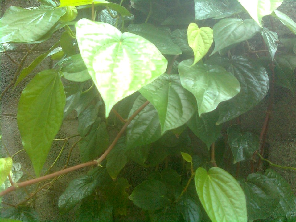 This is a Betel Vine Image in Tamil Nadu