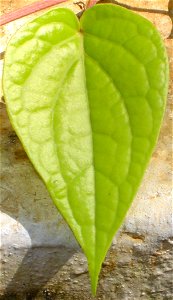 daun sirih 
Basa Bali: Don base