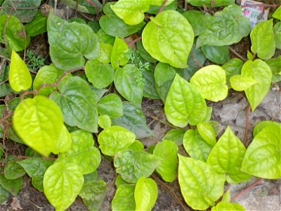 Betel Plant 