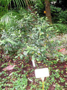 Houttuynia cordata. Plant specimen in the Hong Kong Zoological and Botanical Gardens, Hong Kong.