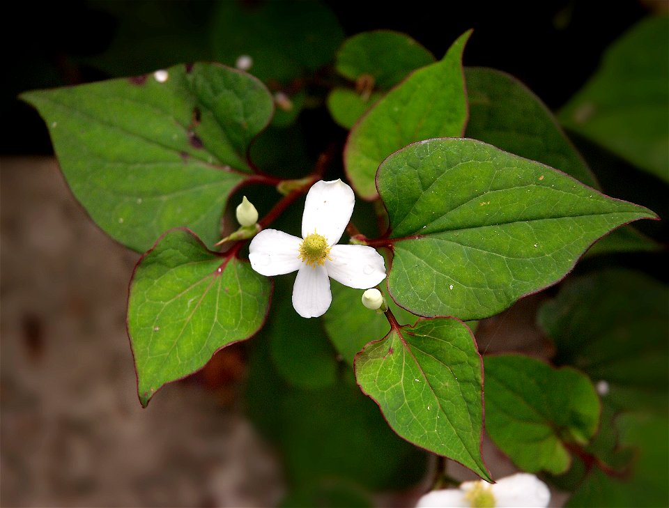 Houttuynia cordata