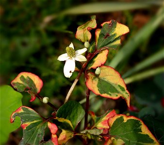 Houttuynia cordata ‘Chamelion’