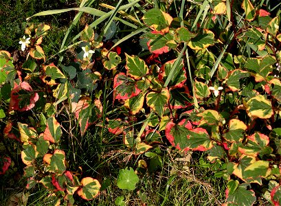 Houttuynia cordata ‘Chamelion’