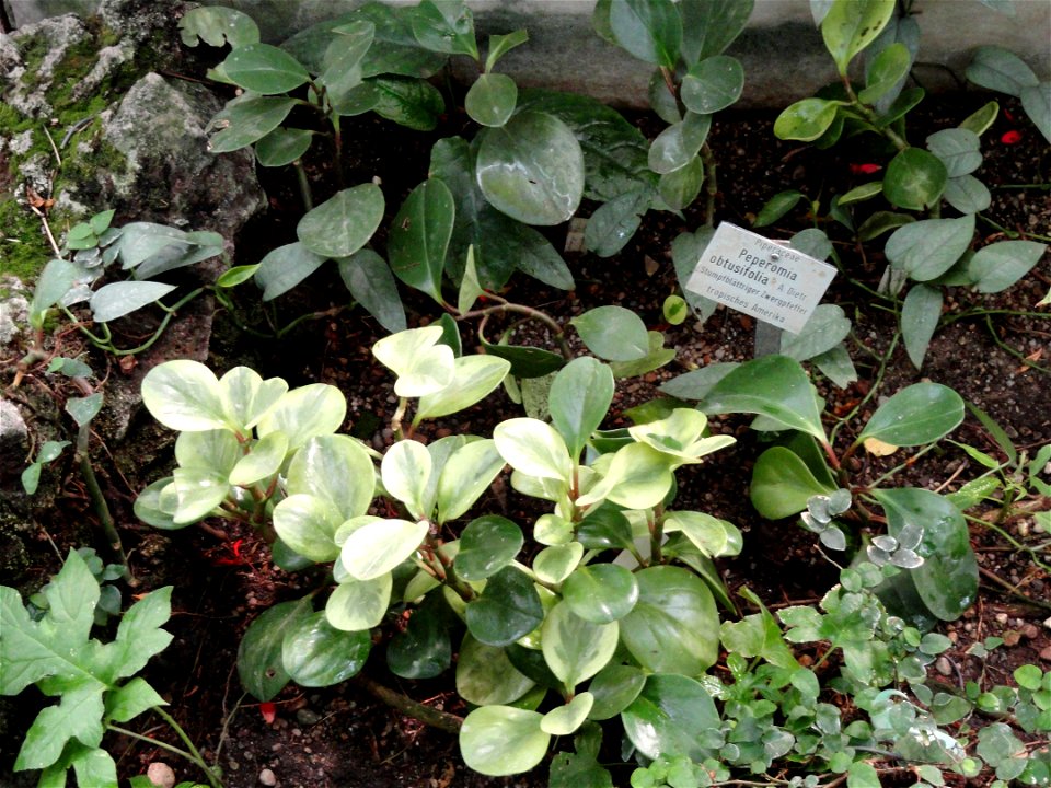 Peperomia obtusifolia specimen in the Botanischer Garten München-Nymphenburg, Munich, Germany.