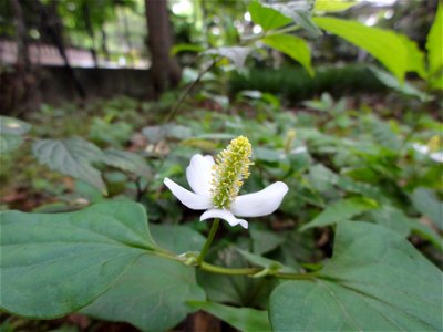 ドクダミ[蕺草/ドクダメ(毒溜め),ギョセイソウ(魚腥草),ジゴクソバ(地獄蕎麦)][Houttuynia cordata]
