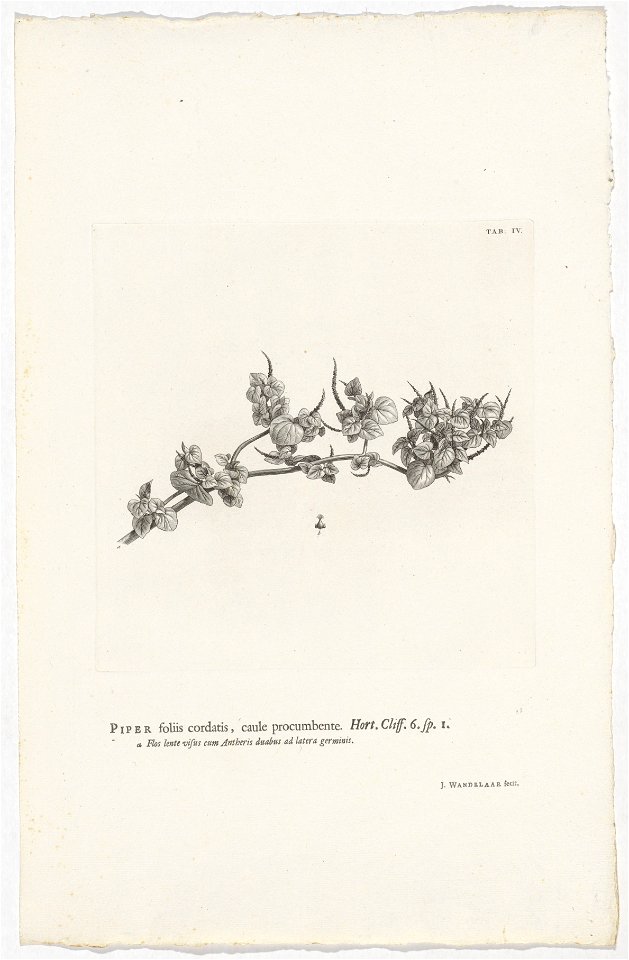 IdentificatieTitel(s): Peperomia pellucidaPiper foliis cordatis, caule procumbente. Hort. Cliff. 6. sp. 1 (titel op object)Objecttype: prent boekillustratie Objectnummer: RP-P-OB-61.501Catalogusrefere