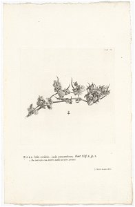 IdentificatieTitel(s): Peperomia pellucidaPiper foliis cordatis, caule procumbente. Hort. Cliff. 6. sp. 1 (titel op object)Objecttype: prent boekillustratie Objectnummer: RP-P-OB-61.501Catalogusrefere