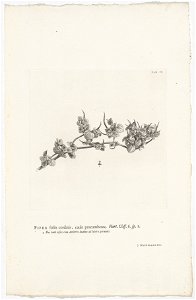 IdentificatieTitel(s): Peperomia pellucidaPiper foliis cordatis, caule procumbente. Hort. Cliff. 6. sp. 1 (titel op object)Objecttype: prent boekillustratie Objectnummer: RP-P-OB-61.501Catalogusrefere photo