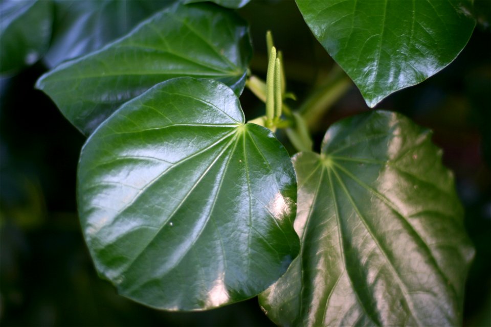 Macropiper excelsum, Kawakawa tree, Auckland, New Zealand.