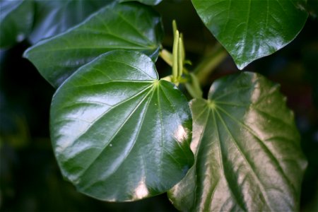 Macropiper excelsum, Kawakawa tree, Auckland, New Zealand.
