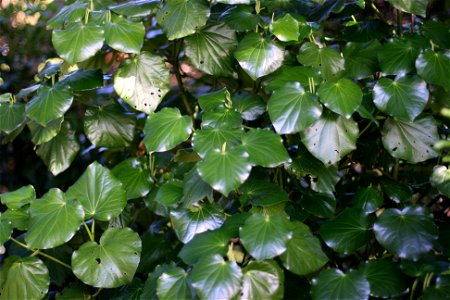 Macropiper excelsum, Kawakawa tree, Auckland, New Zealand.