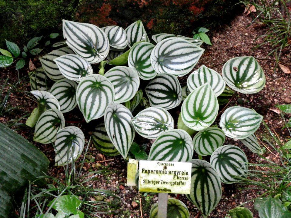 Peperomia argyreia specimen in the Botanischer Garten München-Nymphenburg, Munich, Germany.