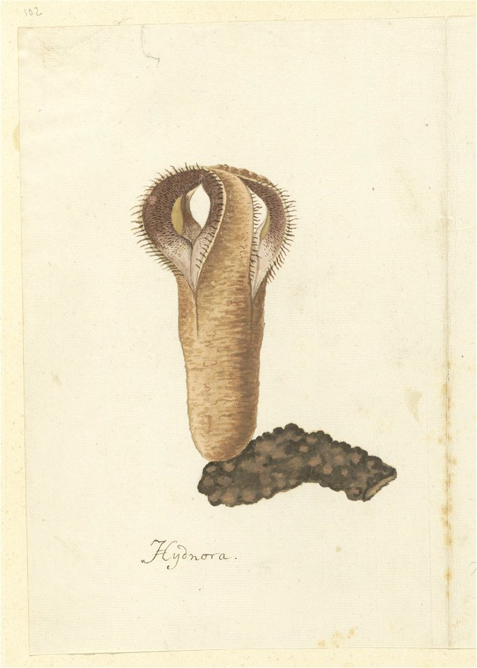 IdentificatieTitel(s): Hydnora africana Thunb.Hydnora (titel op object)Objecttype: tekening albumblad Objectnummer: RP-T-1914-18-102Opschriften / Merken: annotatie, onder, pen in bruin: ‘Hydnora’ (in 