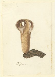 IdentificatieTitel(s): Hydnora africana Thunb.Hydnora (titel op object)Objecttype: tekening albumblad Objectnummer: RP-T-1914-18-102Opschriften / Merken: annotatie, onder, pen in bruin: ‘Hydnora’ (in photo