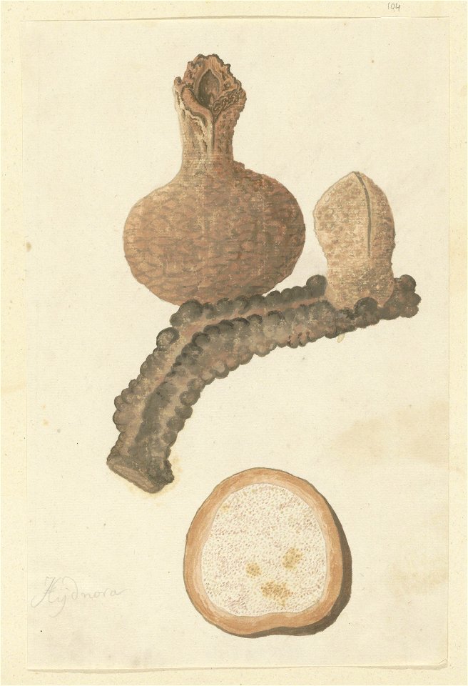 IdentificatieTitel(s): Hydnora africana Thunb.Hydnora (titel op object)Objecttype: tekening albumblad Objectnummer: RP-T-1914-18-104Opschriften / Merken: annotatie, linksonder, potlood: ‘Hydnora’ (in 