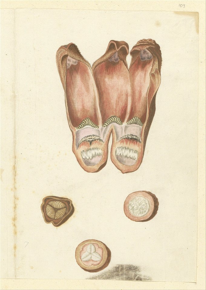 IdentificatieTitel(s): Hydnora africana Thunb., detailsObjecttype: tekening albumblad Objectnummer: RP-T-1914-18-103Omschrijving: Hydnora africana Thunb.VervaardigingVervaardiger: tekenaar: Robert Jac