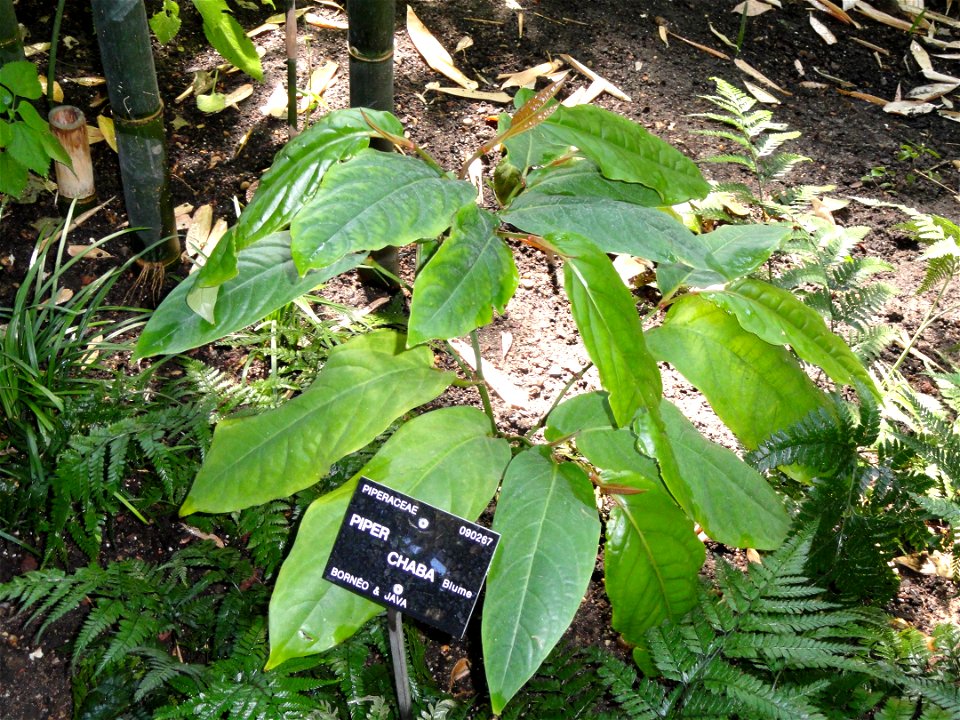 Piper chaba specimen in the Jardin Botanique de Lyon, Parc de la Tête d'Or, Lyon, France.