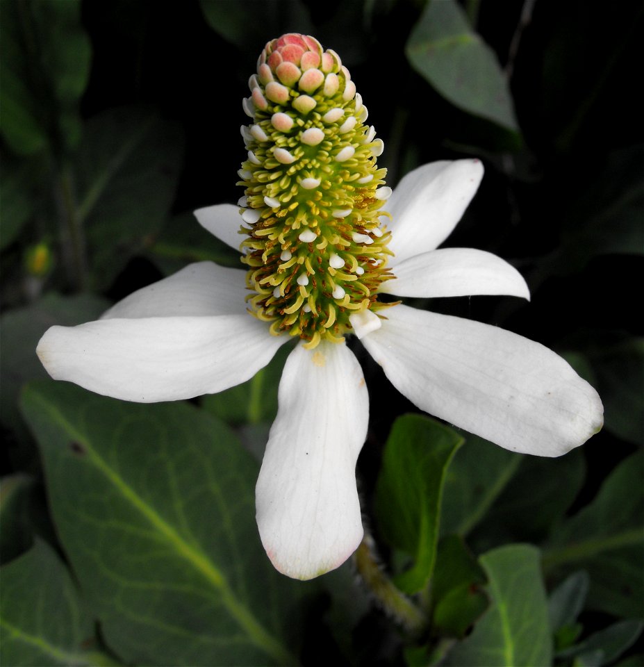 Anemopsis californica — Yerba mansa.
In Los Peñasquitos Canyon Preserve, northern San Diego, Southern California.