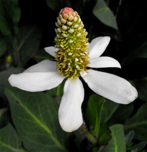 Anemopsis californica — Yerba mansa.
In Los Peñasquitos Canyon Preserve, northern San Diego, Southern California.