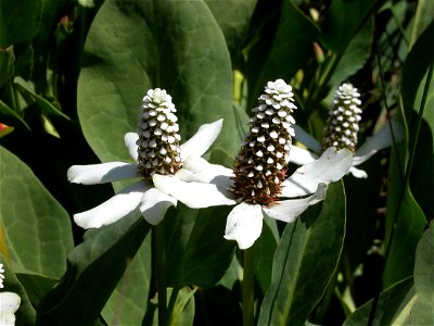 Yerba Mansa (Anemopsis californica)