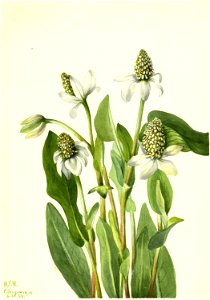 Yerba Mansa (Anemopsis californica) photo