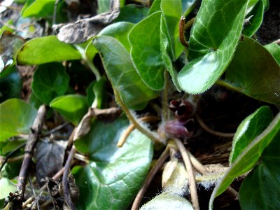 Asarum europaeum
Čeština:  Kopytník evropský