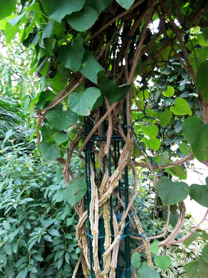 A photograph of the woody vines of Aristolochia gigantea.
