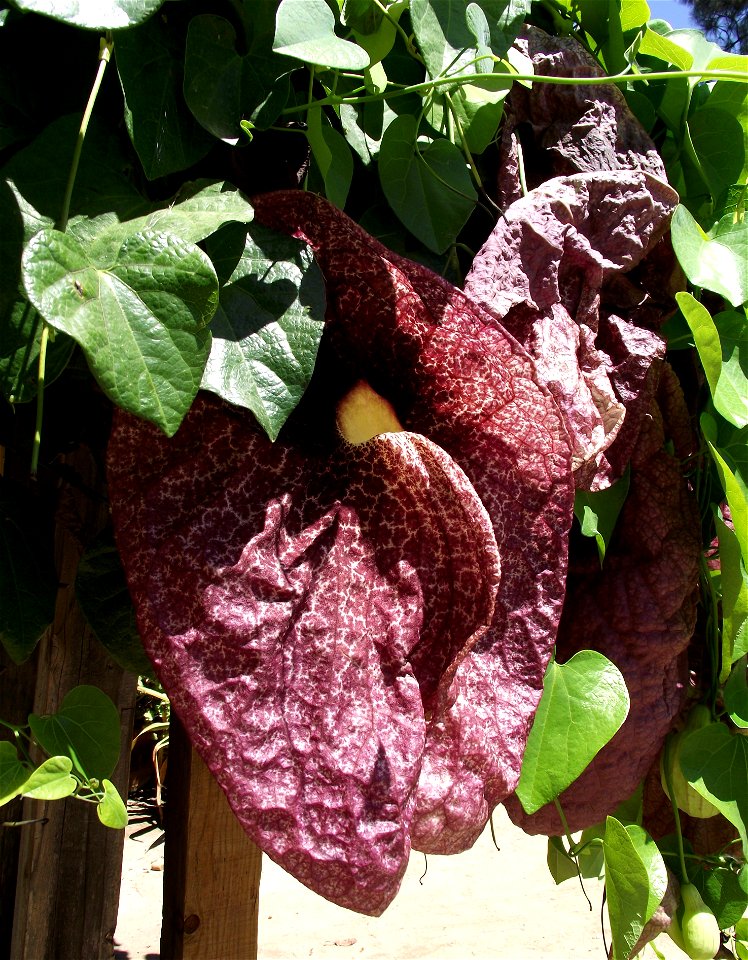 A photograph of Aristolochia gigantea.