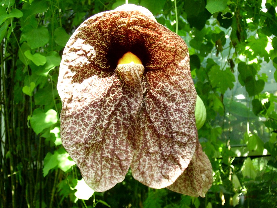 Aristolochia_gigantea photo taken in Palmen Garten, Frankfurt Germany August 2005 (during wikimania, by the way)