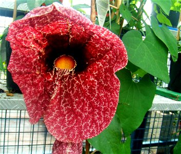 Aristolochia gigantea