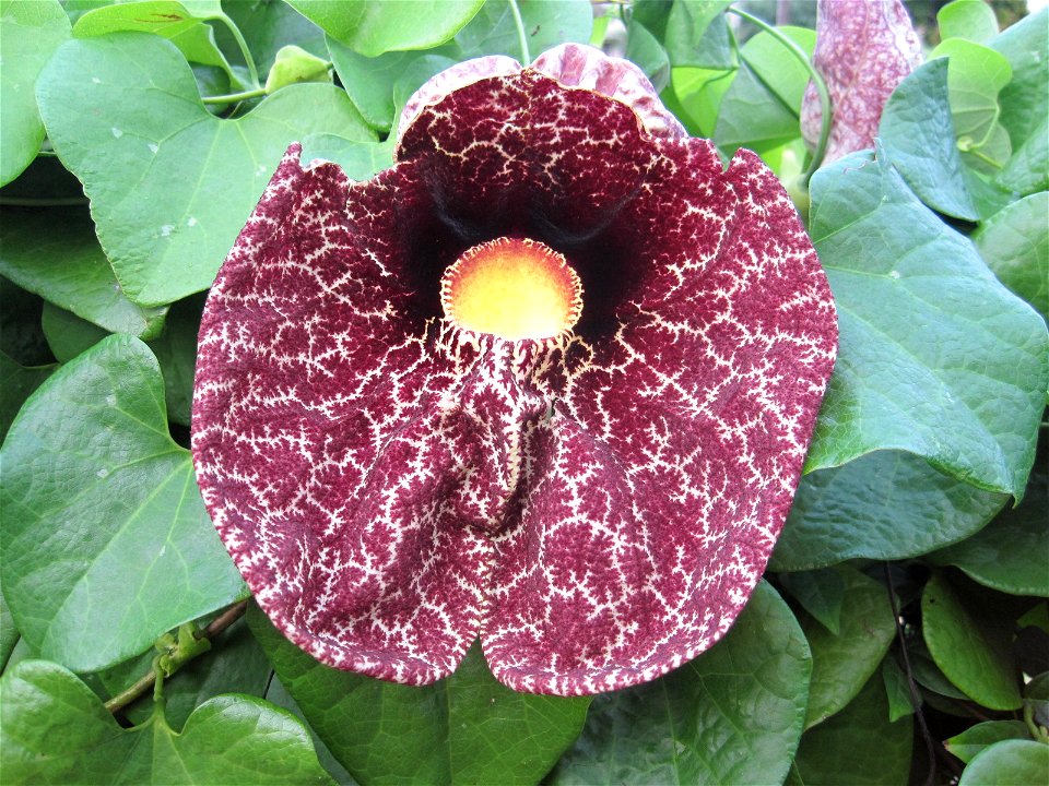 Face of Aristolochia littoralis (Calico Flower, Elegant Dutchman's Pipe) on University of Hawaii at Manoa campus
