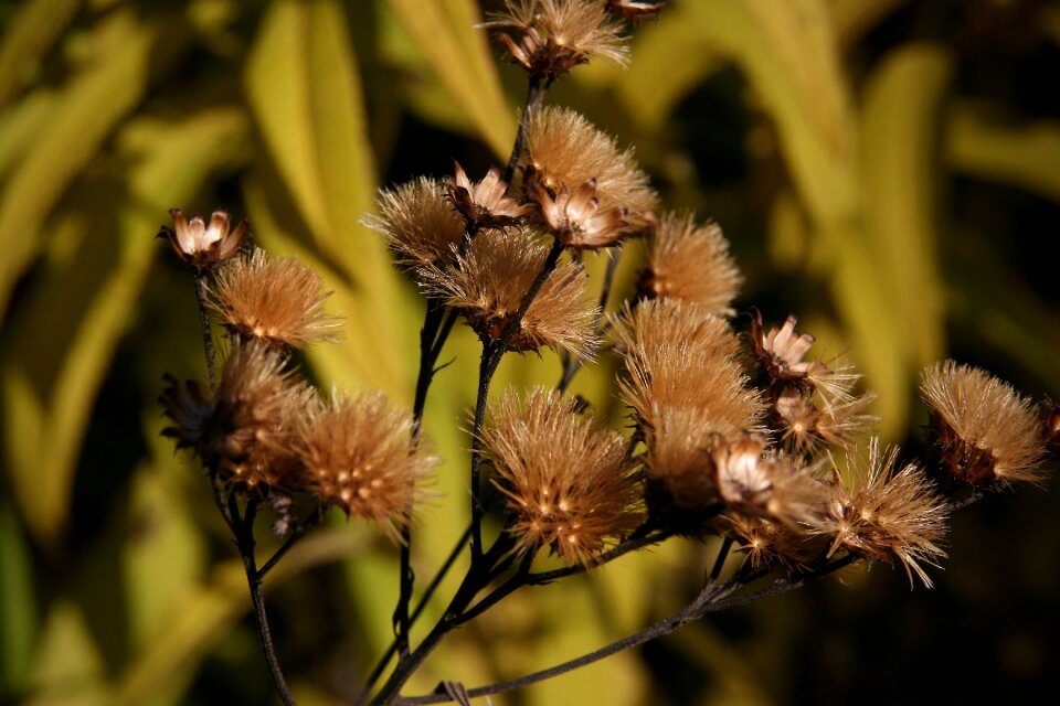 Trockenblume autumn faded
