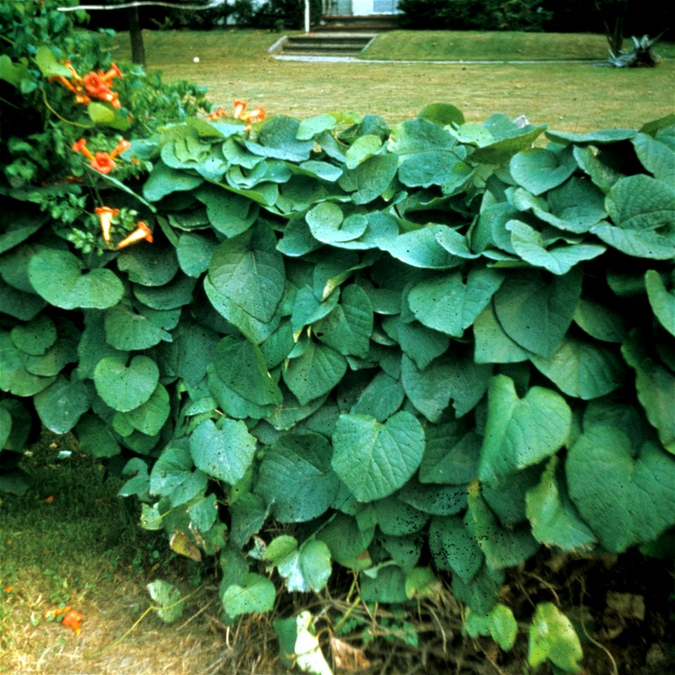 Aristolochia sipho