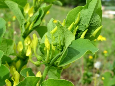 Osterluzei (Aristolochia clematitis) auf der Friedenshöhe (Naturschutzgebiet Oftersheimer Dünen)