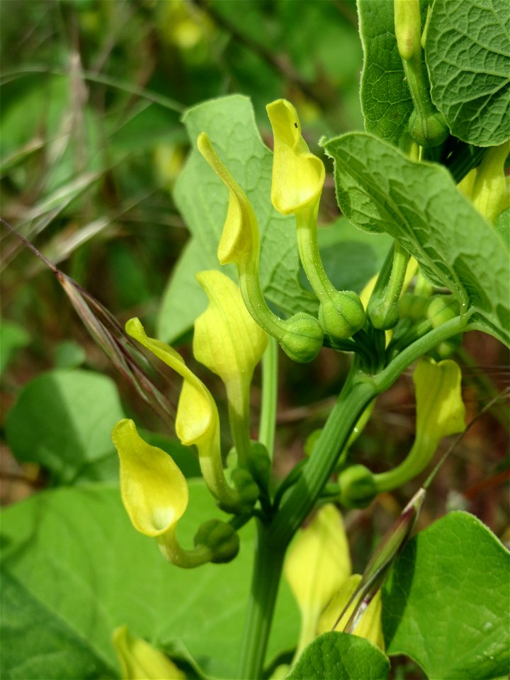 Osterluzei (Aristolochia clematitis) auf der Friedenshöhe (Naturschutzgebiet Oftersheimer Dünen)