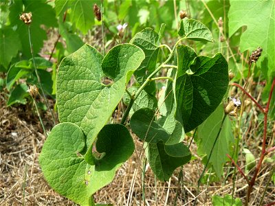 Osterluzei (Aristolochia clematitis) auf der Friedenshöhe (Naturschutzgebiet Oftersheimer Dünen)