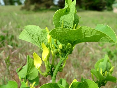 Osterluzei (Aristolochia clematitis) auf der Friedenshöhe (Naturschutzgebiet Oftersheimer Dünen)