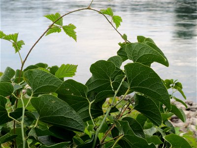 Osterluzei (Aristolochia clematitis) am Rhein bei Altlußheim