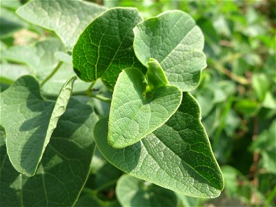 Osterluzei (Aristolochia clematitis) am Rhein bei Altlußheim