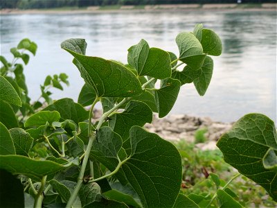 Osterluzei (Aristolochia clematitis) am Rhein bei Altlußheim